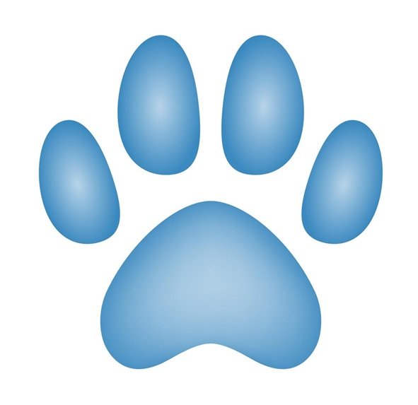 Teacup Maltipoo Puppies For Sale | Maltipoo Puppies For Adoption | Teacup Maltipoo Puppies For Sale Near Me