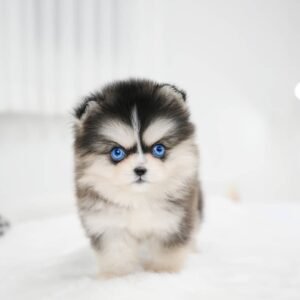 Luna - Female