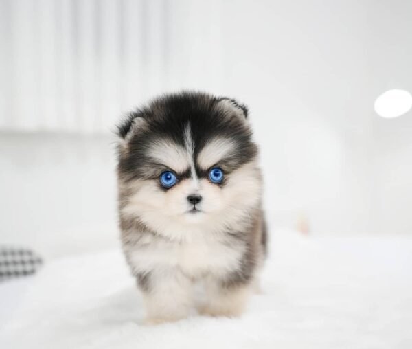 Luna - Female