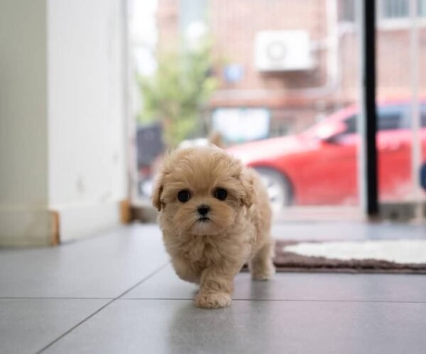 Coco - Male - Image 2