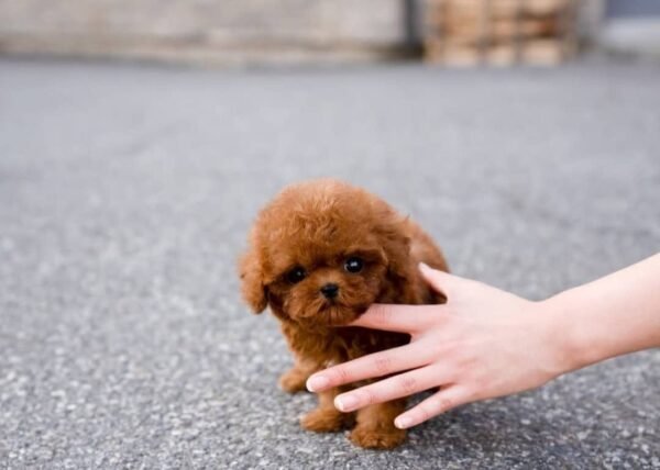 Ollie - Male - Image 2