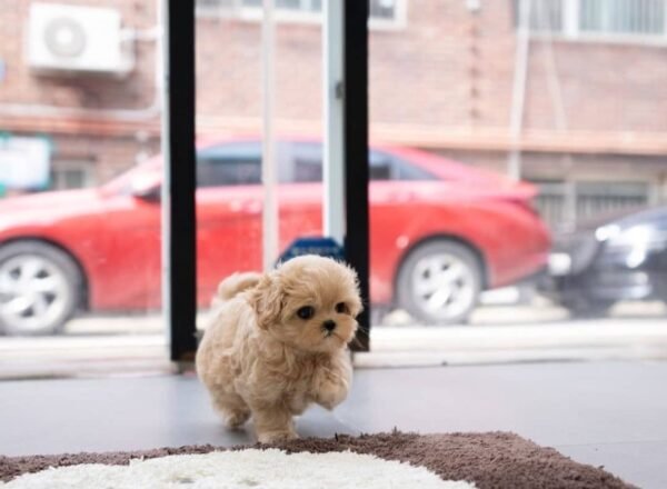 Coco - Male - Image 4