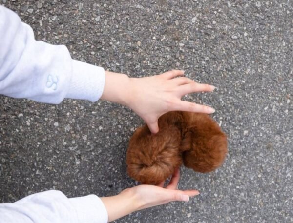 Ollie - Male - Image 3