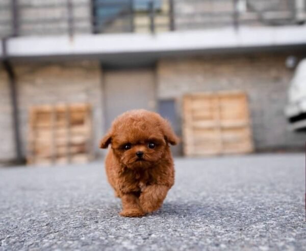 Ollie - Male - Image 4